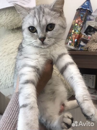 Шотланский котенок