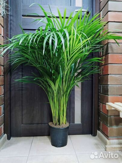 Пальма арека высотой 101 см