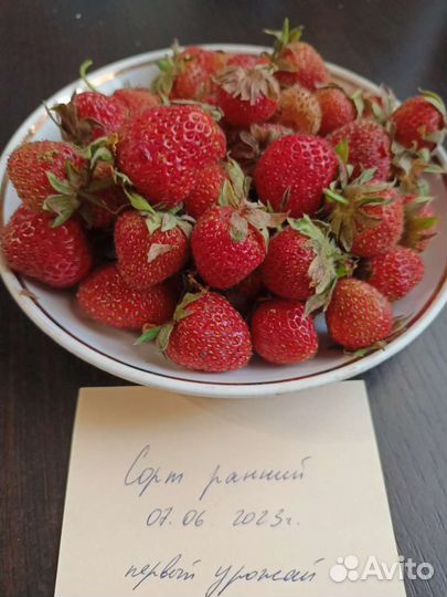 Саженцы земляники клубники