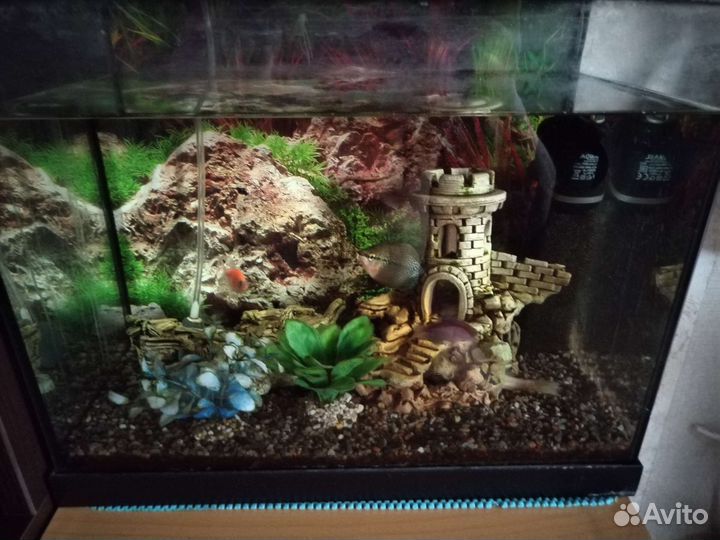 Аквариумные рыбки отдам бесплатно