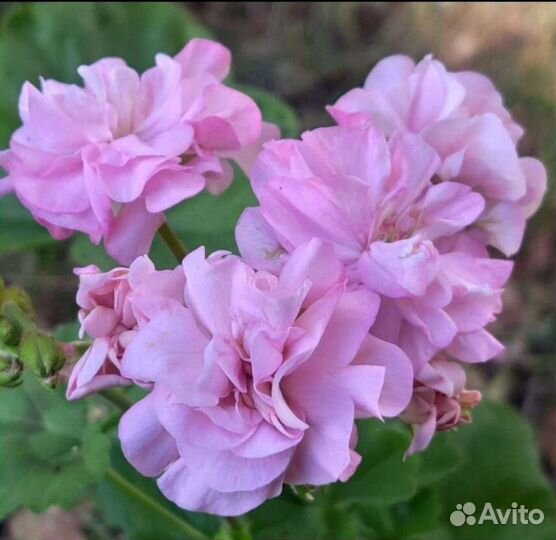 Сортовые и коллекционные пеларгонии