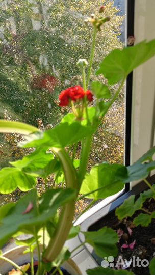 Герань пеларгония цветущее растение, хлорофитум