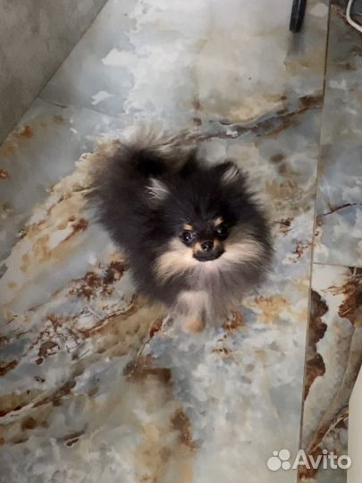 Шпиц мини невероятной красоты кукла ч/п (мальчик )