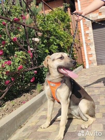 Собака в добрые руки отдам бесплатно