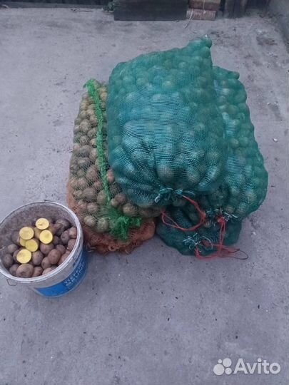 Семенной картофель