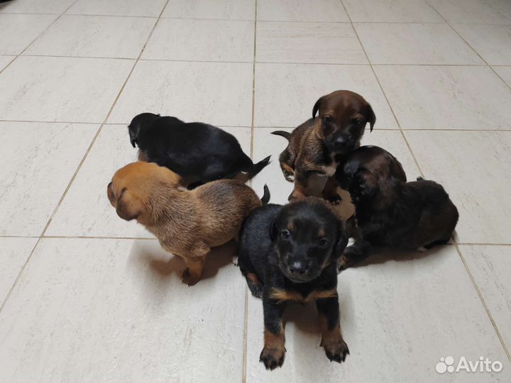 Маленькие собачки щенята