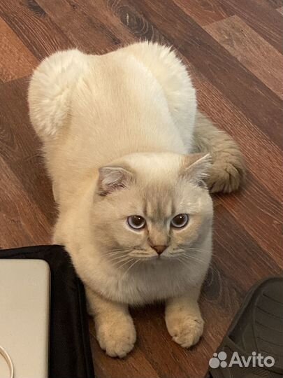 Шотландский кот для вязки