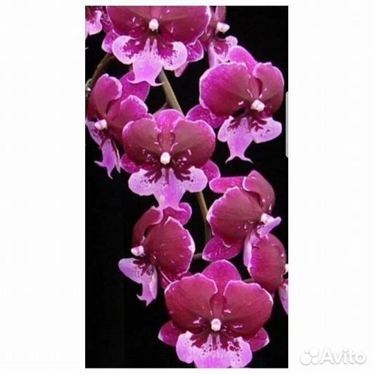 Орхидея фаленопсис вишневый Hot Kiss