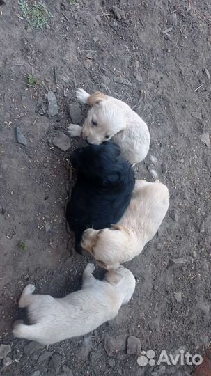 Щенки в добрые руки,2 девочки и 1 мальчик