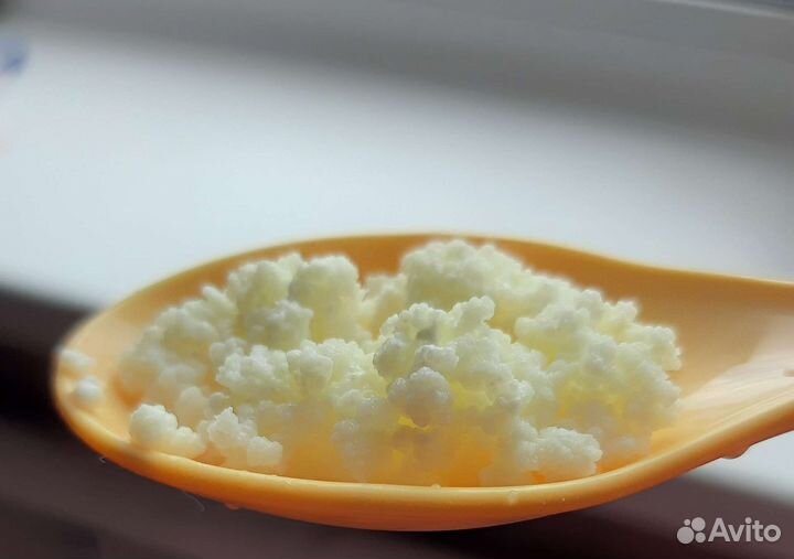 Кефирный тибетский молочный гриб