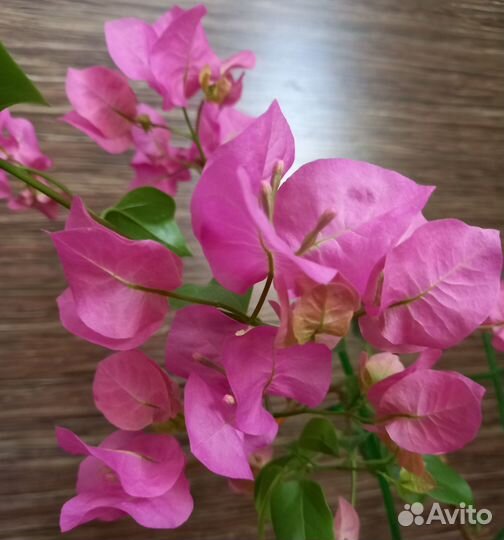 Бугенвиллия Donya