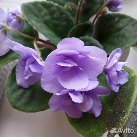 Цветы-фиалки