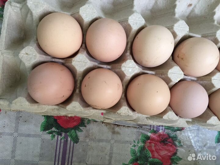 Инкубационное яйцо