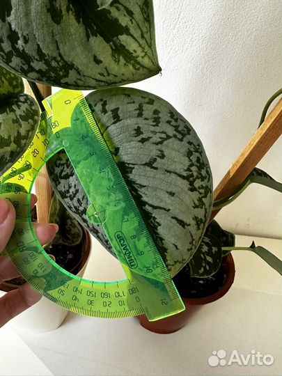 Сциндапсус пиктус / треби