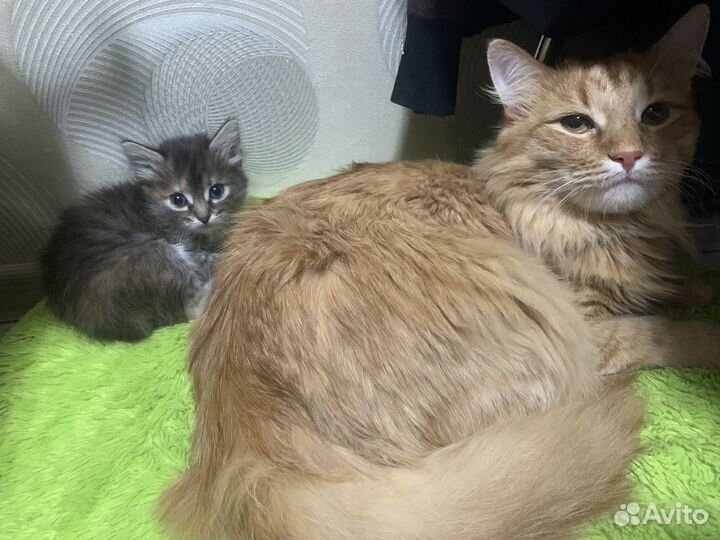 Котенок
