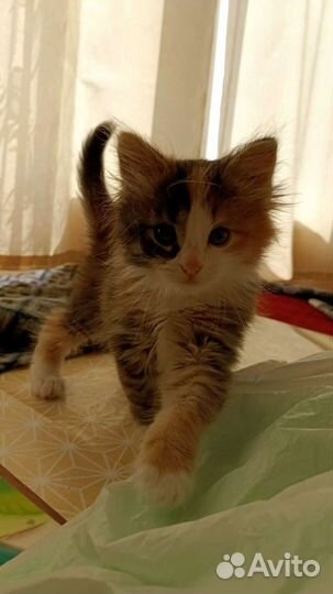 Кошка в добрые руки