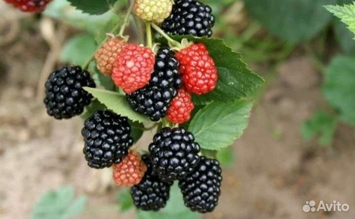 Саженцы ежевики Трипл краун, Лох Тей