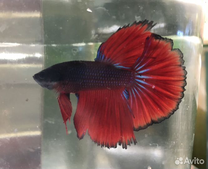 Петушки домашнего разведения. Супер дельта