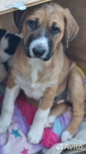 Щенок в добрые руки