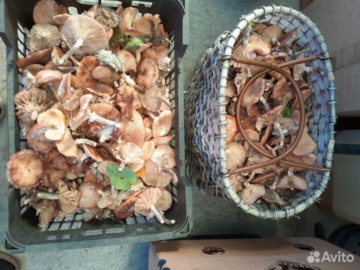 Свежие грибы