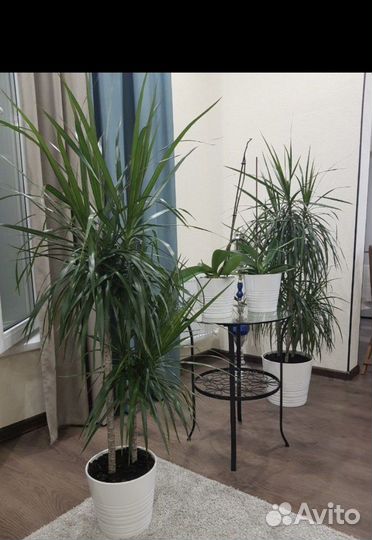 Пальма драцена