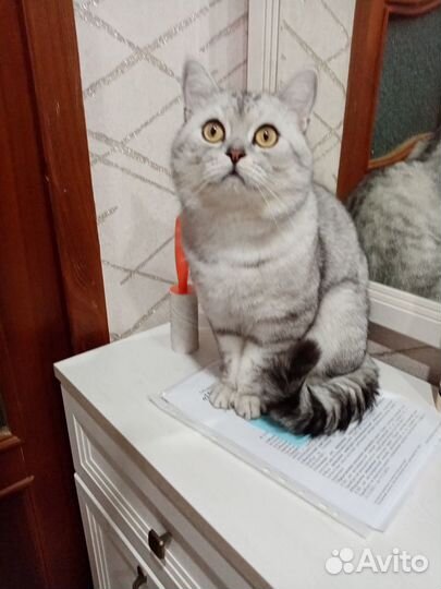 Вязка с котом