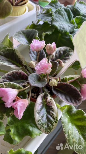 Фиалка Ле-лейла