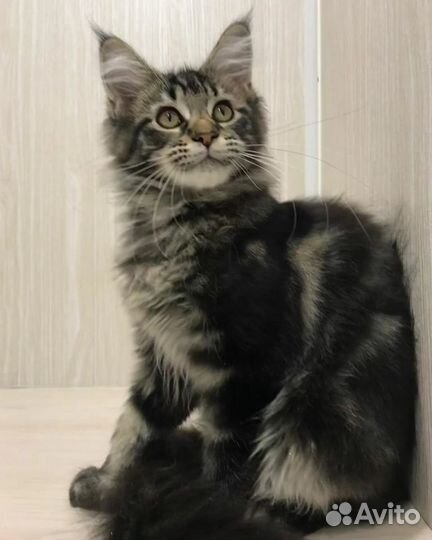 Мейнкуны полидакты и классики котята и вязка