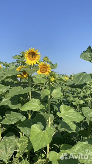 Семена подсолнечника под евролайтинг