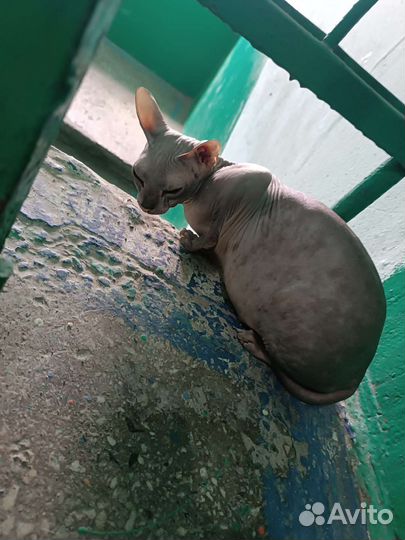 Донской сфинкс