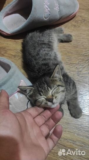 Котята в добрые руки бесплатно