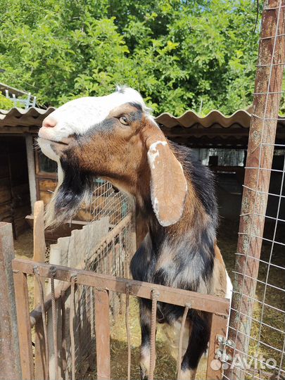 Продам козла на племя