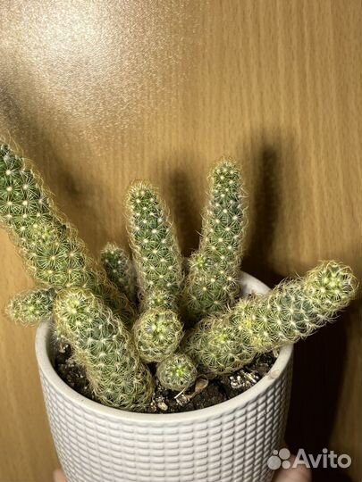 Кактус маммилярия