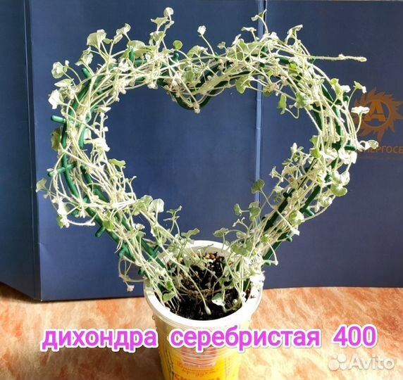 Суккуленты Сансевьеры седум Шталя дихондра сереб