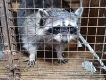 ветеринарная клиника крошка енот в серпухове. крошка енот серпухов ветеринарка. енот серпухов. енот кавказский. магазин енот серпухов.