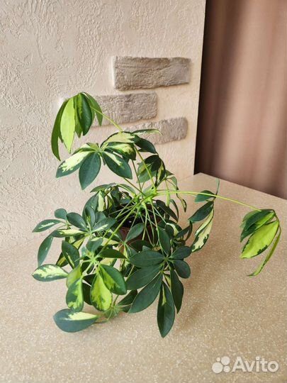 Шефлера вариегатнаная (пестролистная) Нора