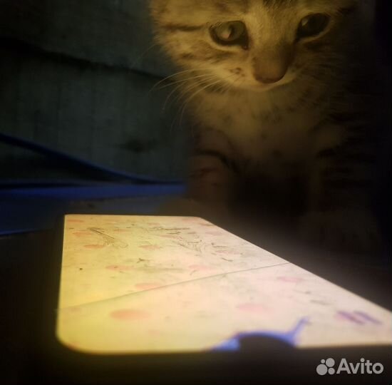 Игривые вислоухие котята