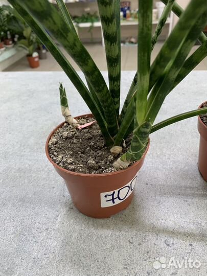 Сансевиерия