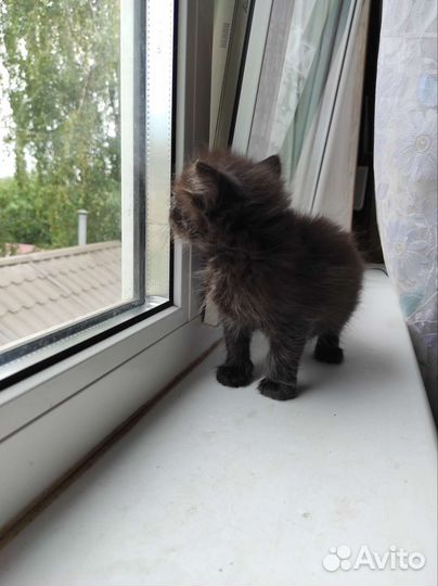 Пушистый чёрный котенок