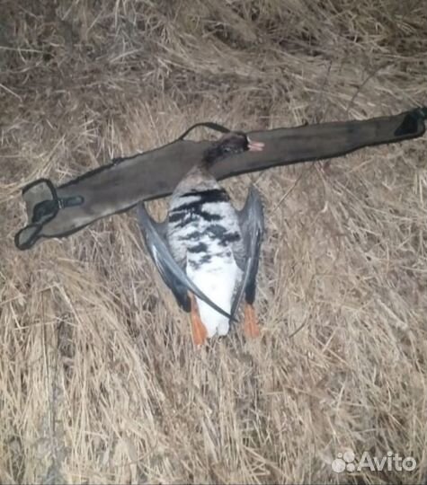 Охота на гуся