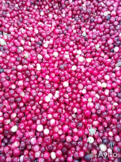 Клюква лесная