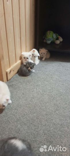 Шотланские вислоухие котята