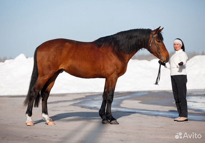 Жеребец Только Продажа