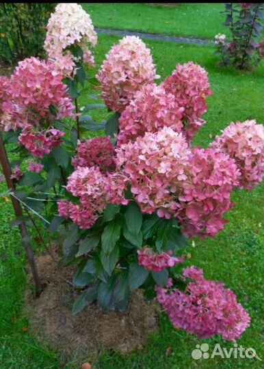 Гортензия метельчатая более 30 сортов