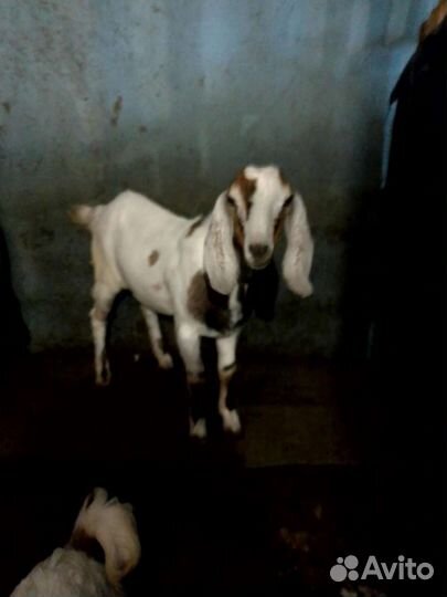 Козлик и козочка Каморинубы