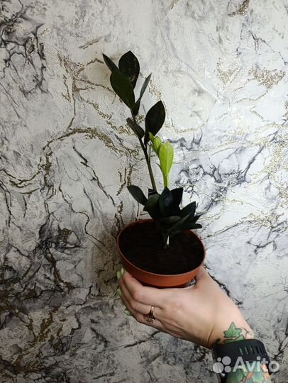 Замиокулькас Равен чёрный