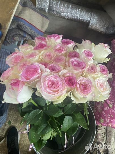 Розы домашние