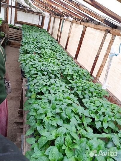 Рассада томаты, огурцы, перец, баклажаны