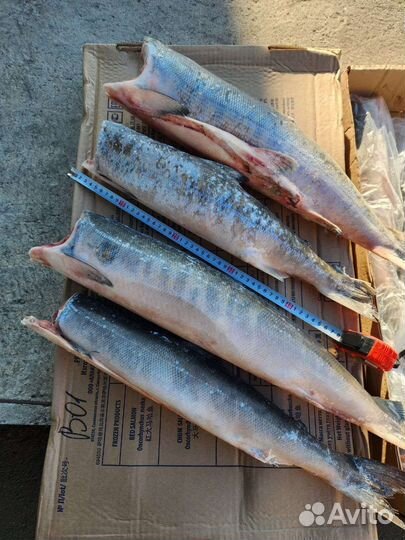 Кижуч, Кета, Горбуша, Молоки