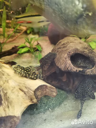 Аквариум + содержимое